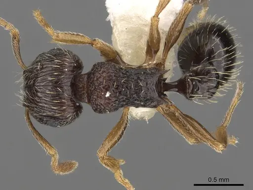 Tetramorium sitefrum specimen