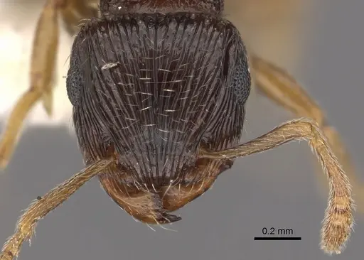 Tetramorium sitefrum specimen