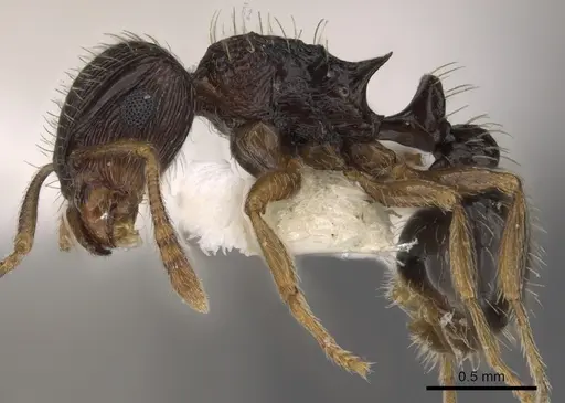 Tetramorium sitefrum specimen