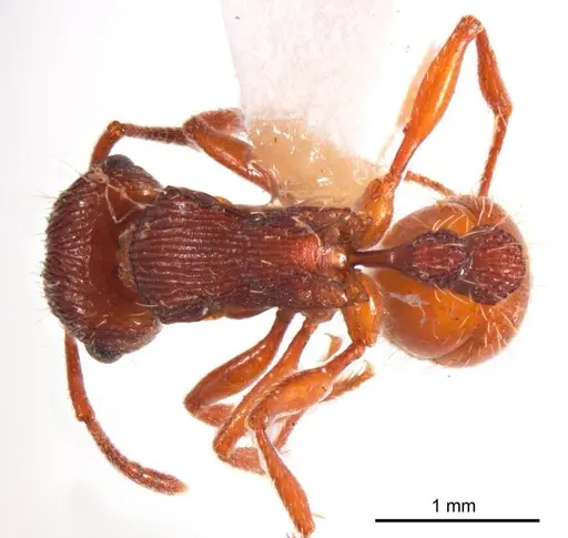 Tetramorium sjostedti specimen