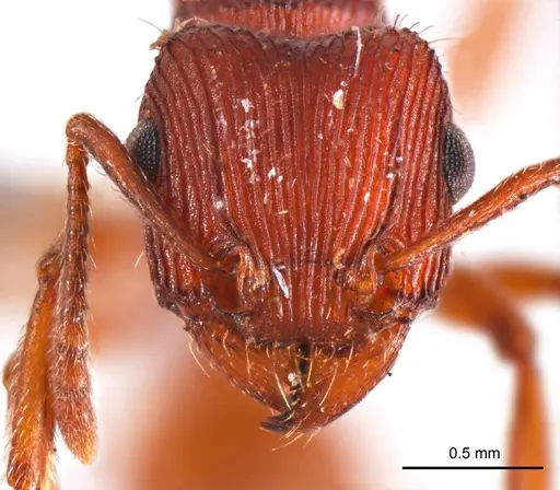 Tetramorium sjostedti specimen