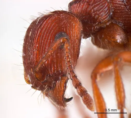 Tetramorium sjostedti specimen