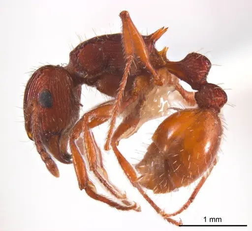 Tetramorium sjostedti - ANTWEB1008723