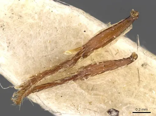 Tetramorium sjostedti - CASENT0909190