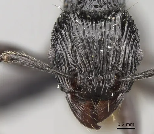 Tetramorium smaug specimen
