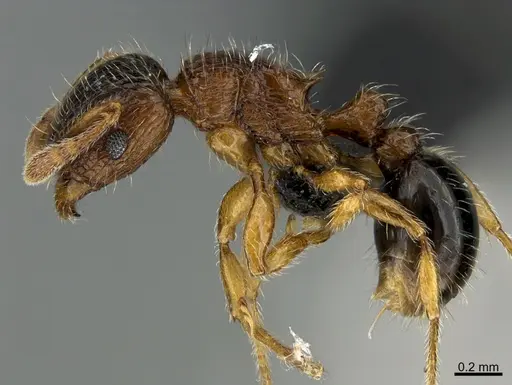 Tetramorium smithi specimen