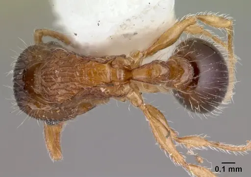 Tetramorium smithi - CASENT0178421