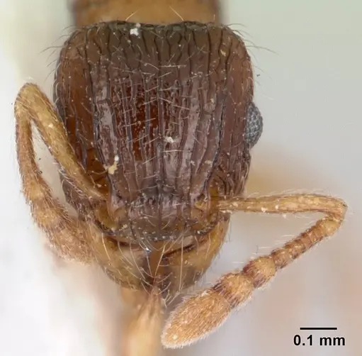 Tetramorium smithi - CASENT0178421