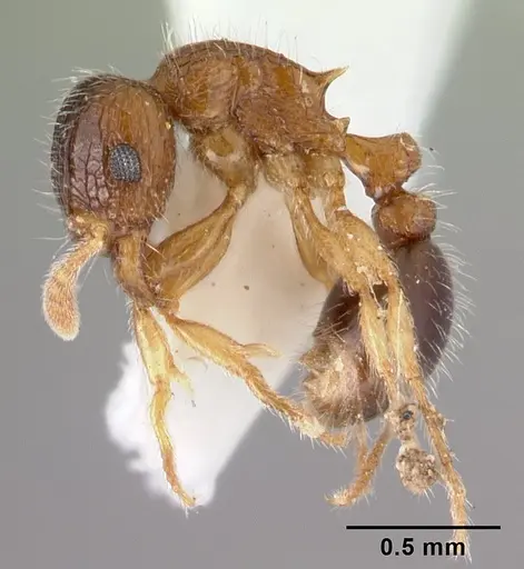 Tetramorium smithi - CASENT0178421