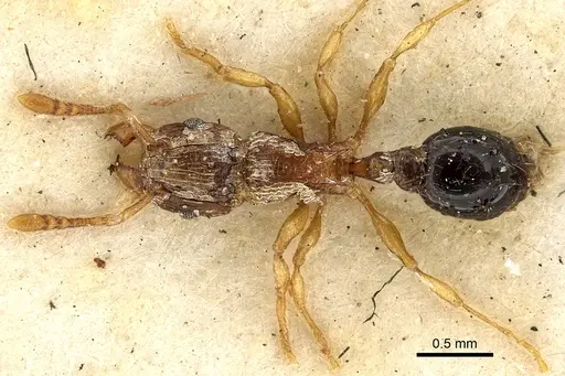 Tetramorium smithi - CASENT0901108