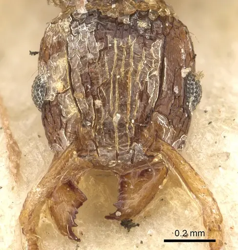 Tetramorium smithi - CASENT0901108