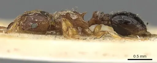 Tetramorium smithi - CASENT0901108