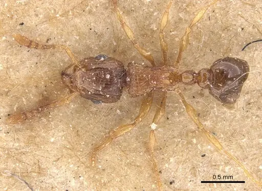 Tetramorium smithi - CASENT0909118