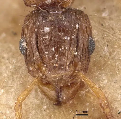 Tetramorium smithi - CASENT0909118