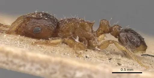 Tetramorium smithi - CASENT0909118