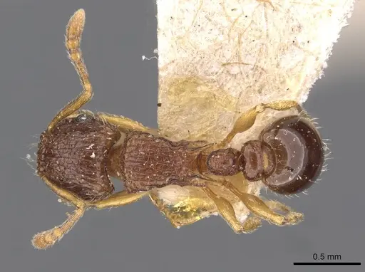 Tetramorium smithi - CASENT0909189