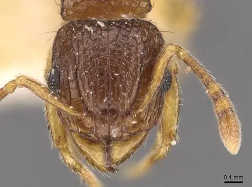 Tetramorium smithi - CASENT0909189