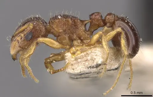 Tetramorium smithi - CASENT0909189