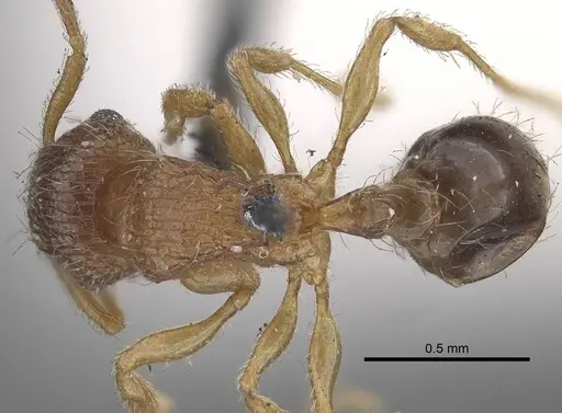 Tetramorium smithi - CASENT0919654