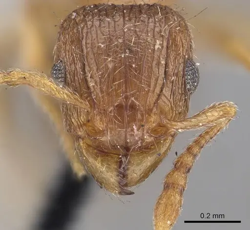 Tetramorium smithi - CASENT0919654