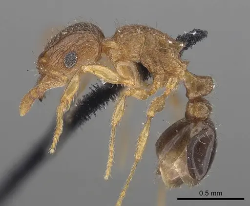 Tetramorium smithi - CASENT0919654