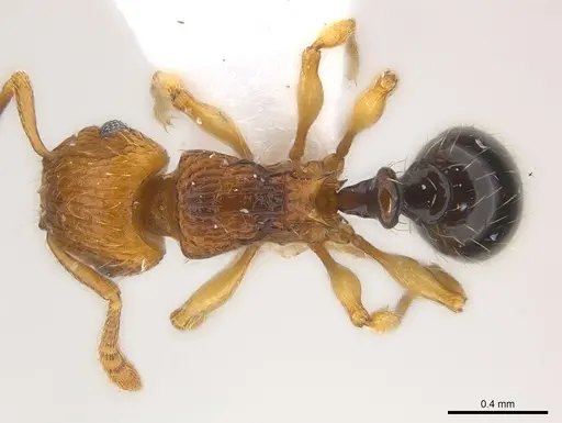 Tetramorium snellingi specimen