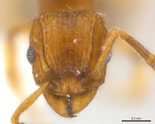 Tetramorium snellingi specimen