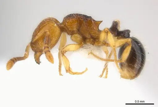 Tetramorium snellingi specimen