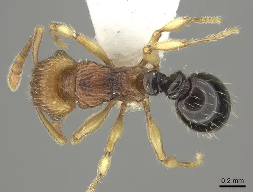 Tetramorium snellingi - CASENT0217055