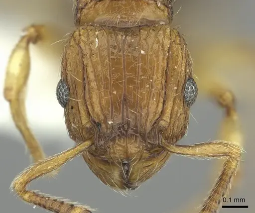 Tetramorium snellingi - CASENT0217055