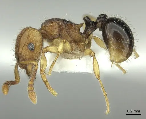 Tetramorium snellingi - CASENT0217055