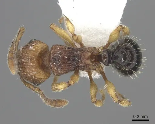 Tetramorium snellingi - CASENT0217056