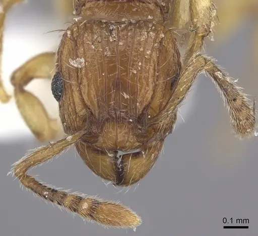 Tetramorium snellingi - CASENT0217056