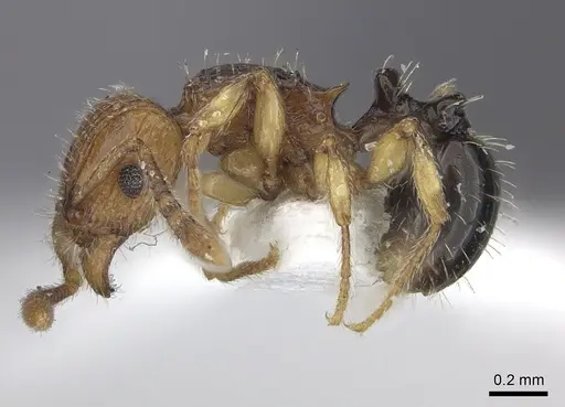 Tetramorium snellingi - CASENT0217056