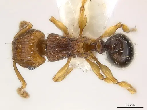 Tetramorium snellingi - CASENT0217057