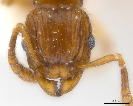 Tetramorium snellingi - CASENT0217057