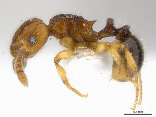 Tetramorium snellingi - CASENT0217057