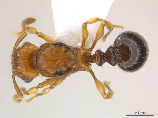 Tetramorium snellingi - CASENT0217058