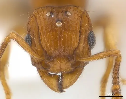 Tetramorium snellingi - CASENT0217058