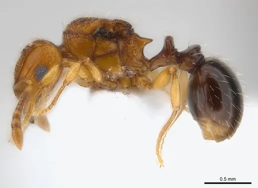 Tetramorium snellingi - CASENT0217058