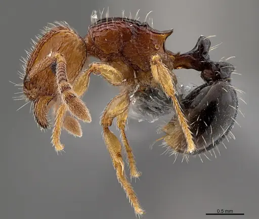 Tetramorium snellingi - CASENT0363706