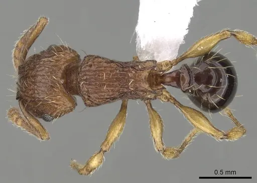 Tetramorium snellingi - CASENT0411804