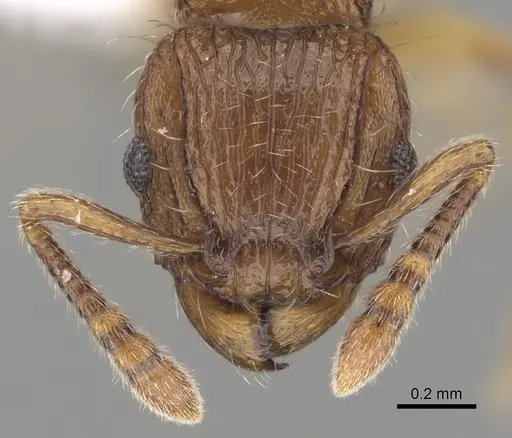Tetramorium snellingi - CASENT0411804