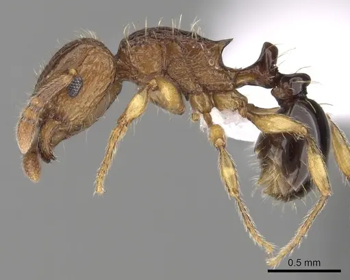 Tetramorium snellingi - CASENT0411804