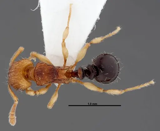 Tetramorium snellingi - FMNHINS0000047316