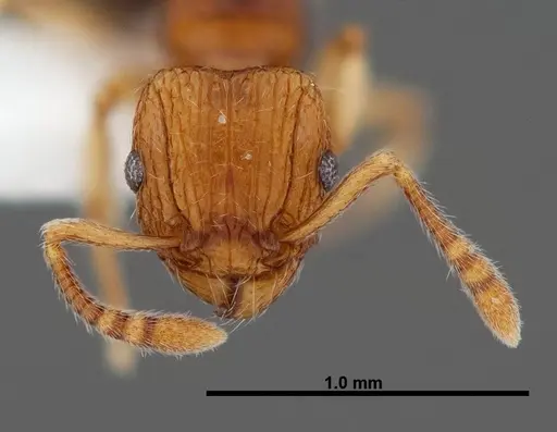 Tetramorium snellingi - FMNHINS0000047316