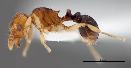 Tetramorium snellingi - FMNHINS0000047316