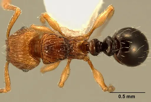 Tetramorium snellingi - ZFMKHYM20093102