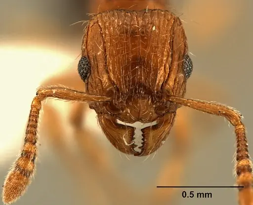 Tetramorium snellingi - ZFMKHYM20093102