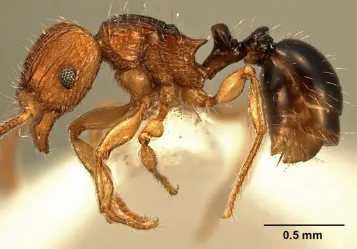 Tetramorium snellingi - ZFMKHYM20093102